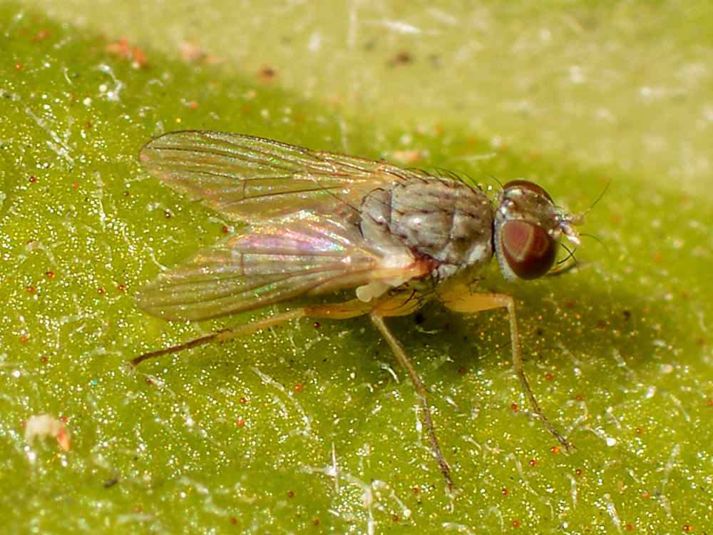 Fly2.jpg