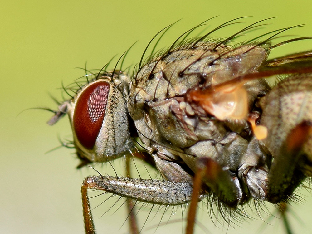 Fly2.jpg