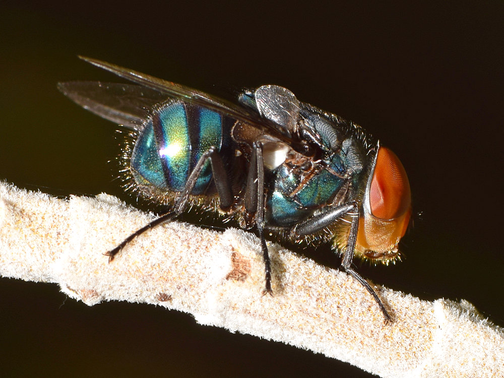 Fly2.jpg