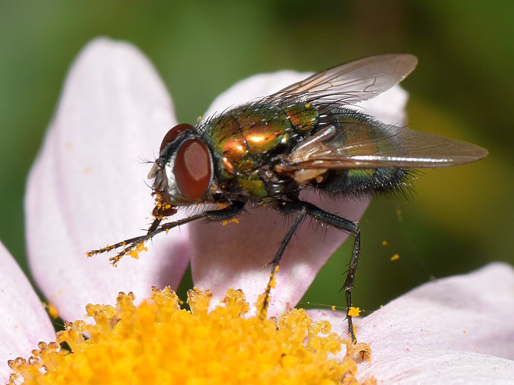 Fly2.jpg