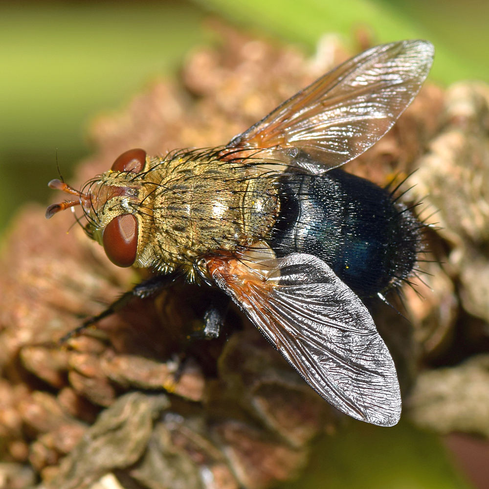 Fly2.jpg