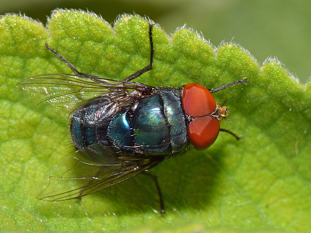 Fly2.jpg