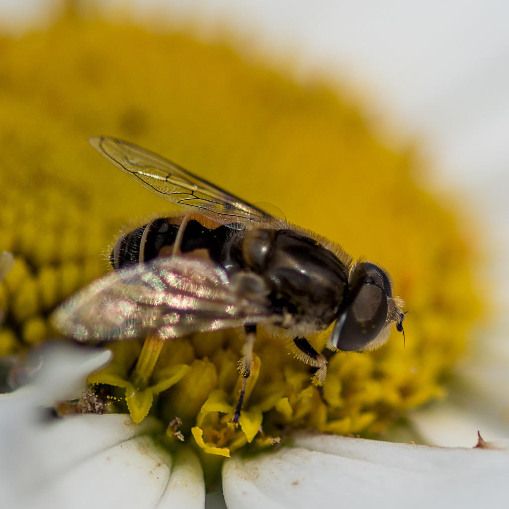 Fly2.jpg