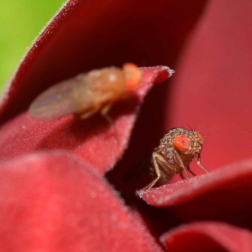 Fly2.jpg