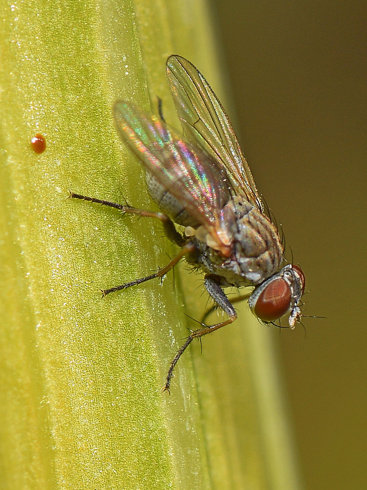 Fly2.jpg
