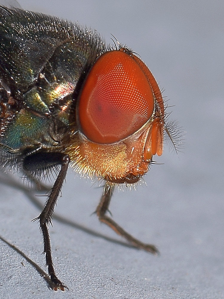 Fly2.jpg