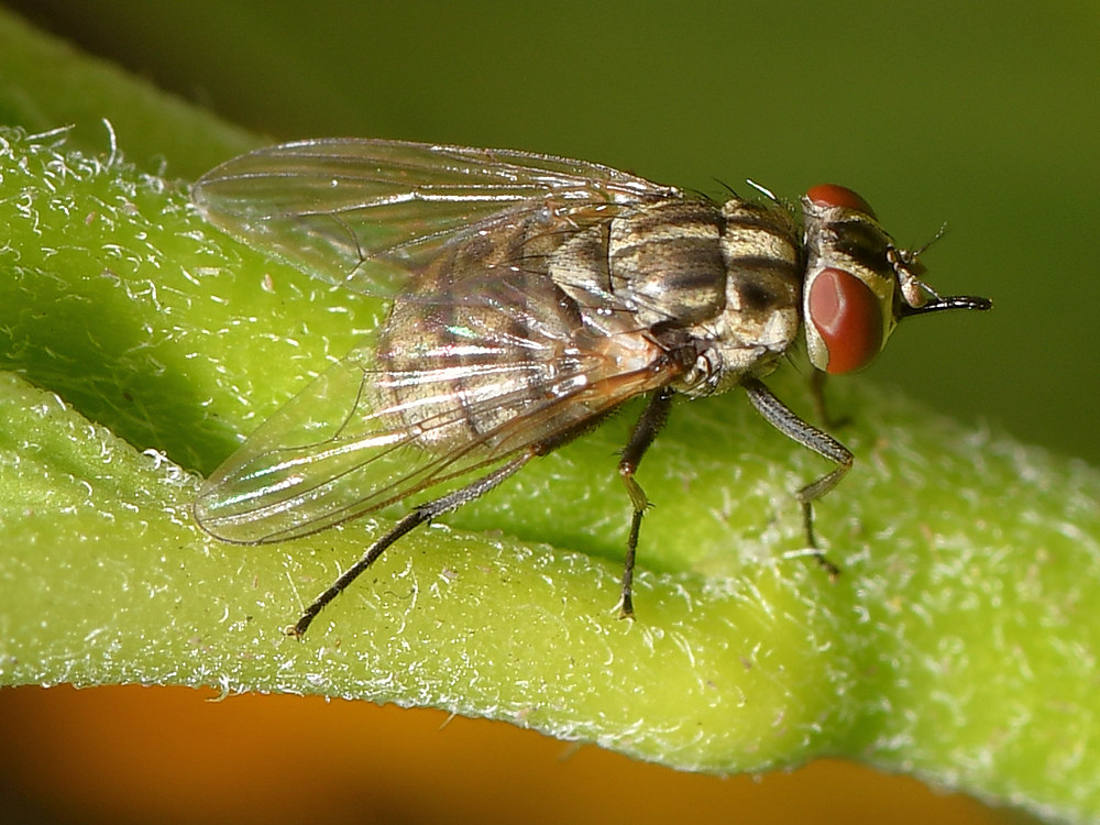 Fly2.jpg