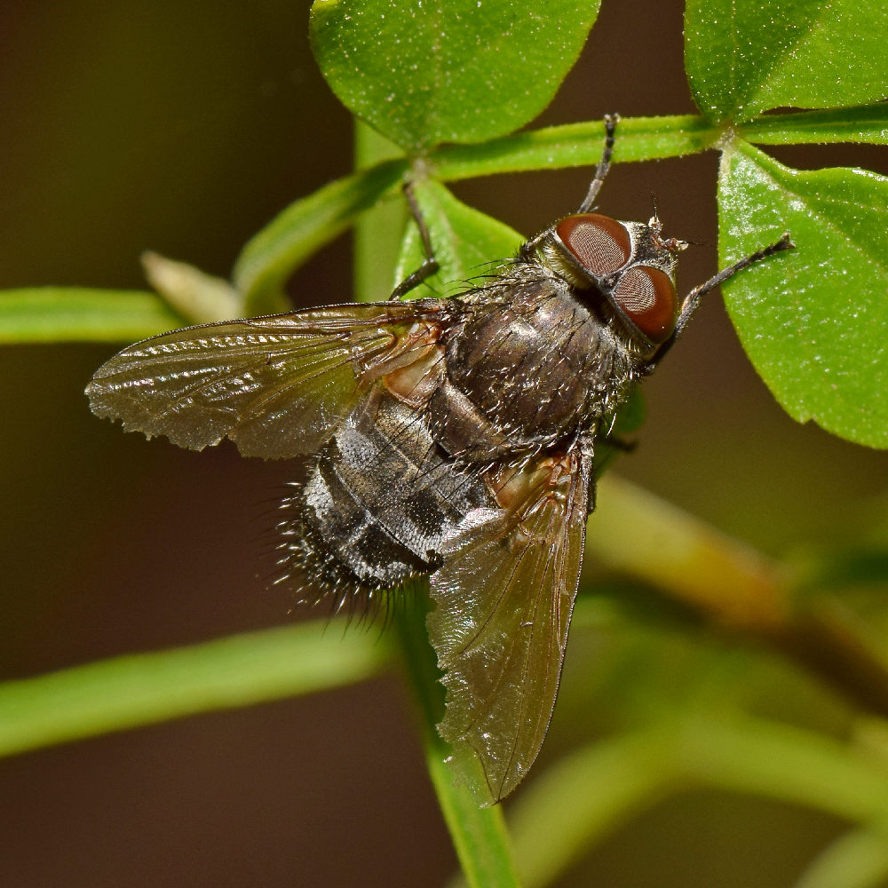 Fly2.jpg
