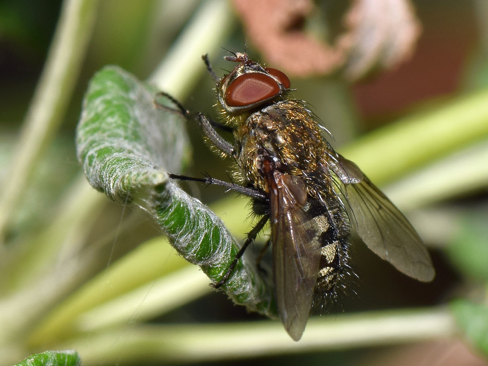 Fly2.jpg