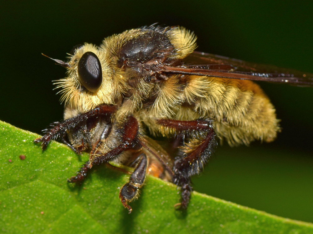 Fly2.jpg