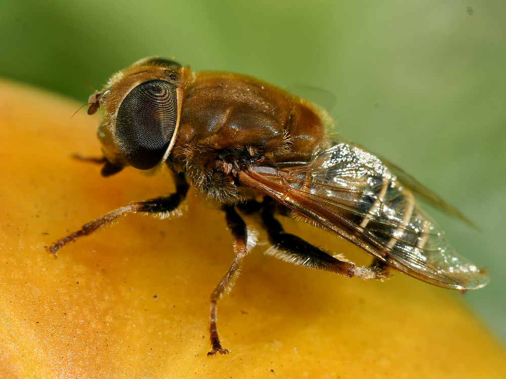 Fly2.jpg