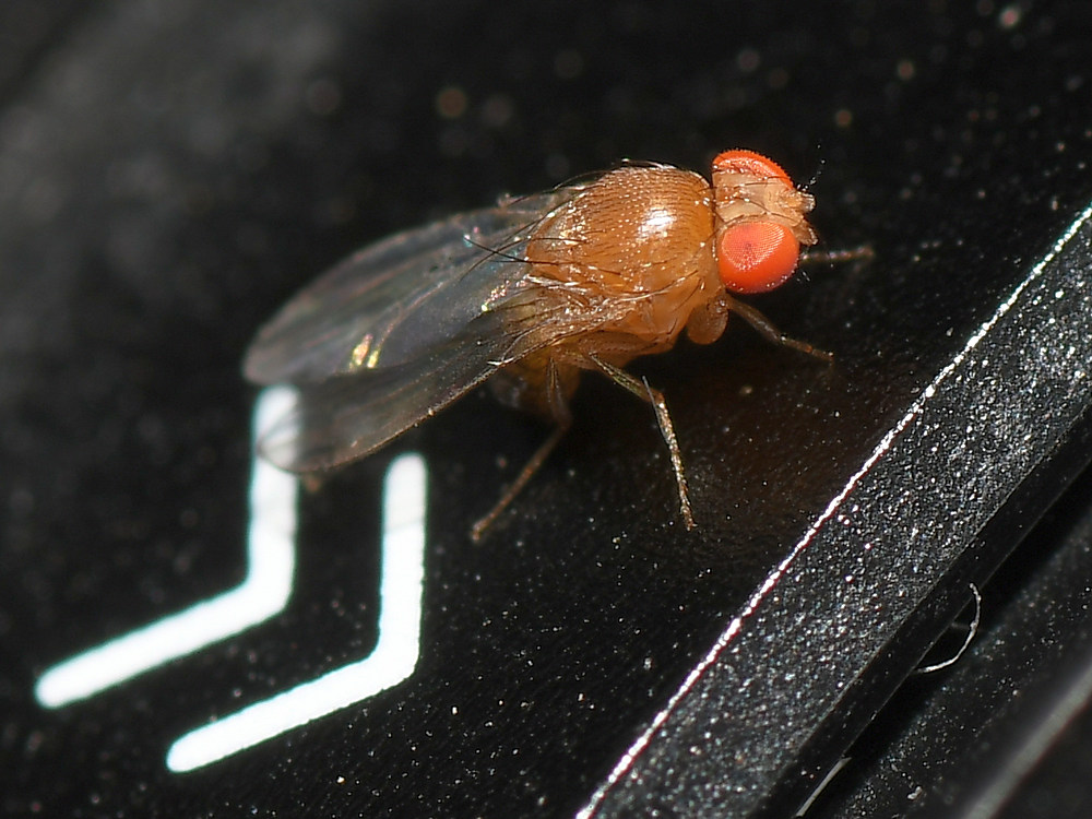 Fly2.jpg