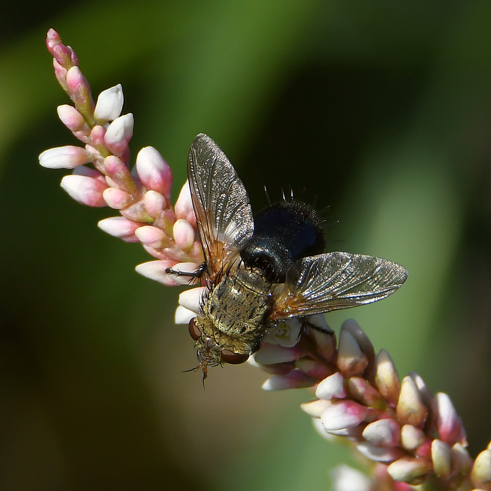 Fly2.jpg
