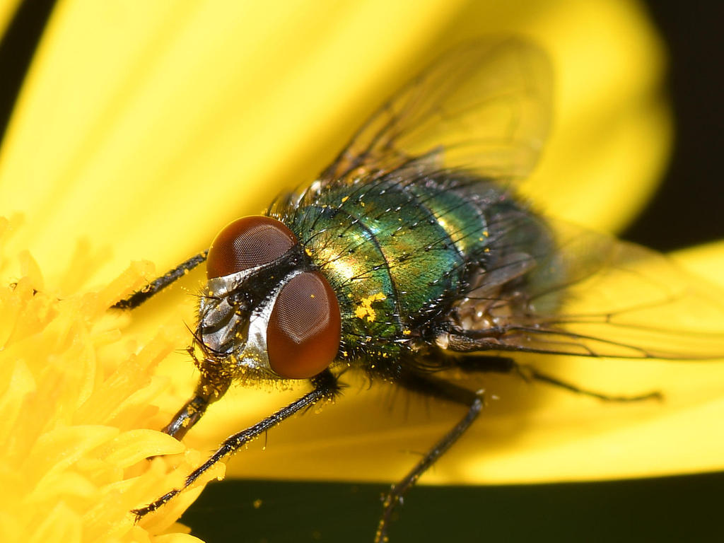 Fly2.jpg