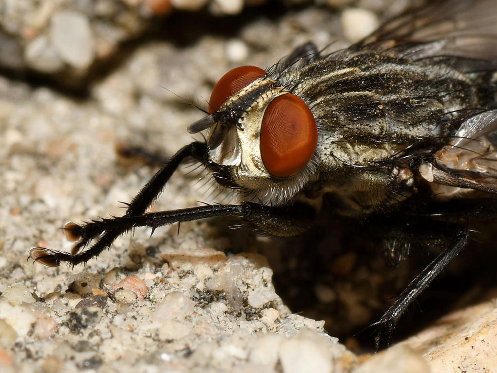 Fly2.jpg