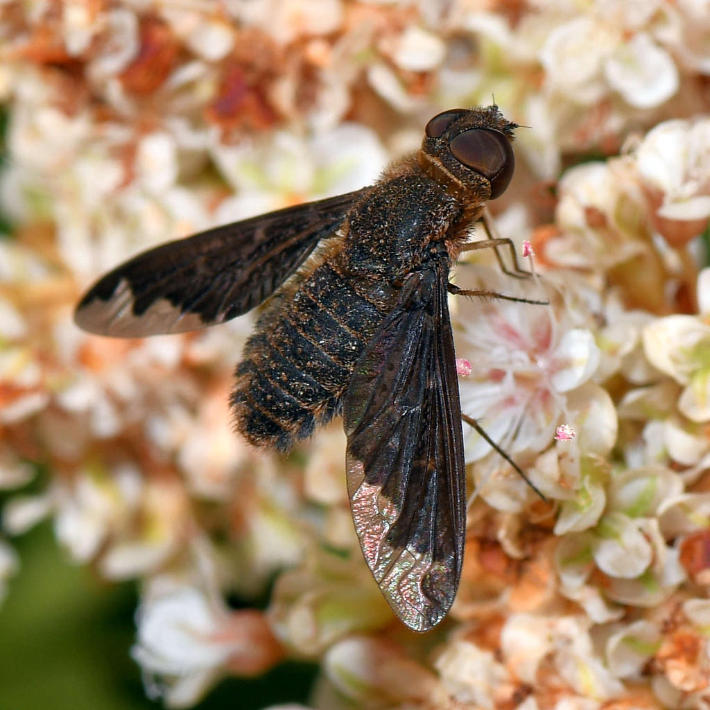 Fly2.jpg