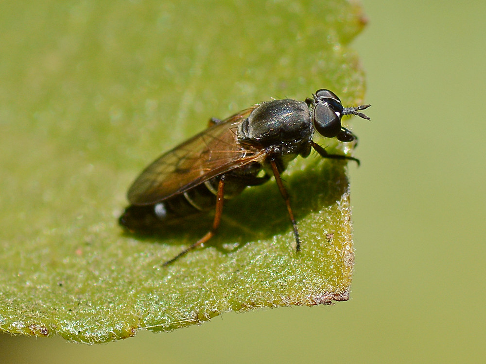 Fly2.jpg