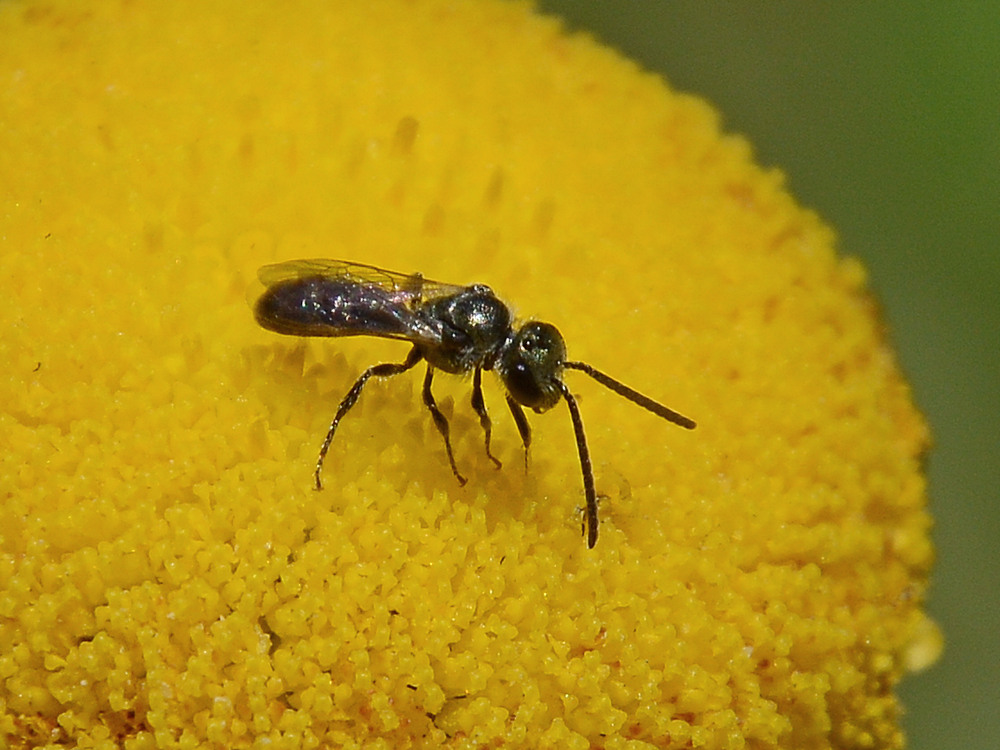 Fly3.jpg