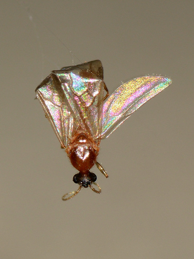 Fly3.jpg