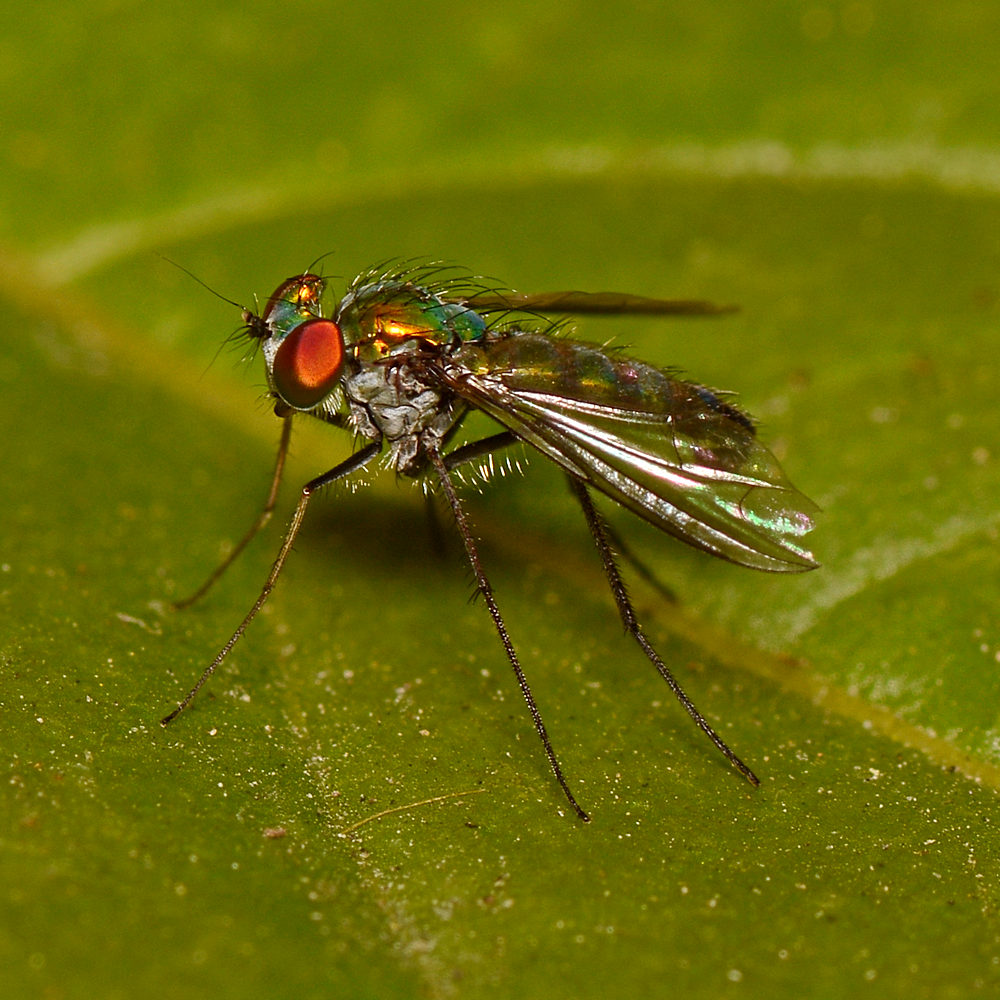 Fly3.jpg