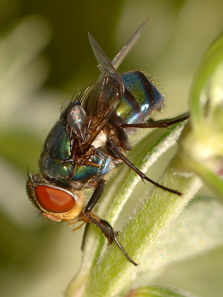 Fly3.jpg