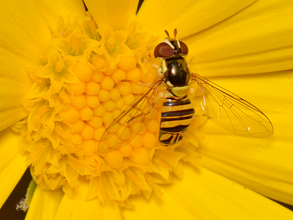 Fly3.jpg