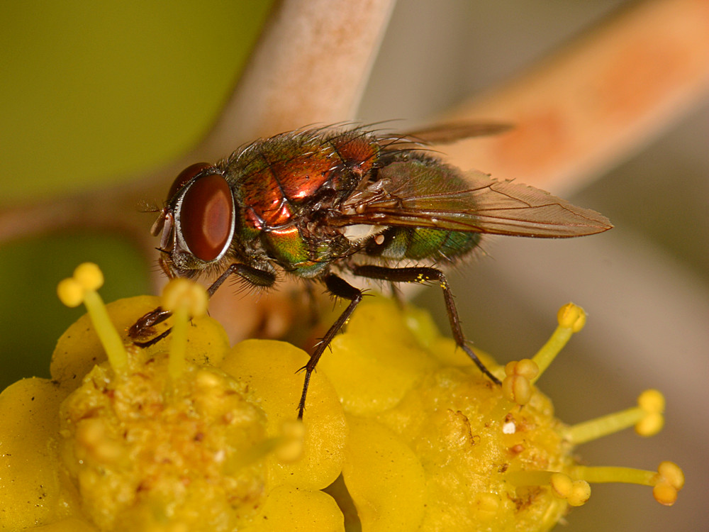 Fly3.jpg