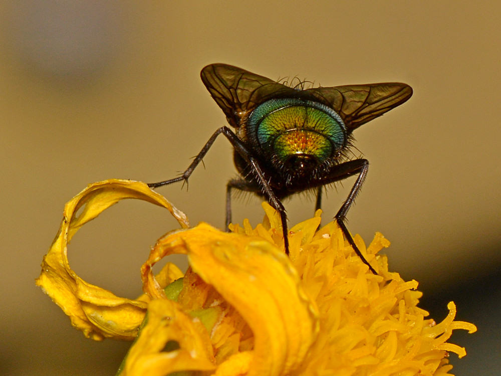 Fly3.jpg