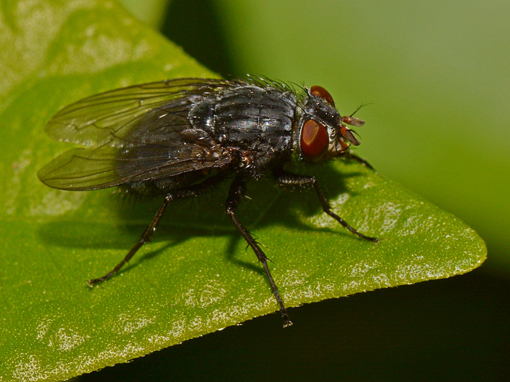 Fly3.jpg