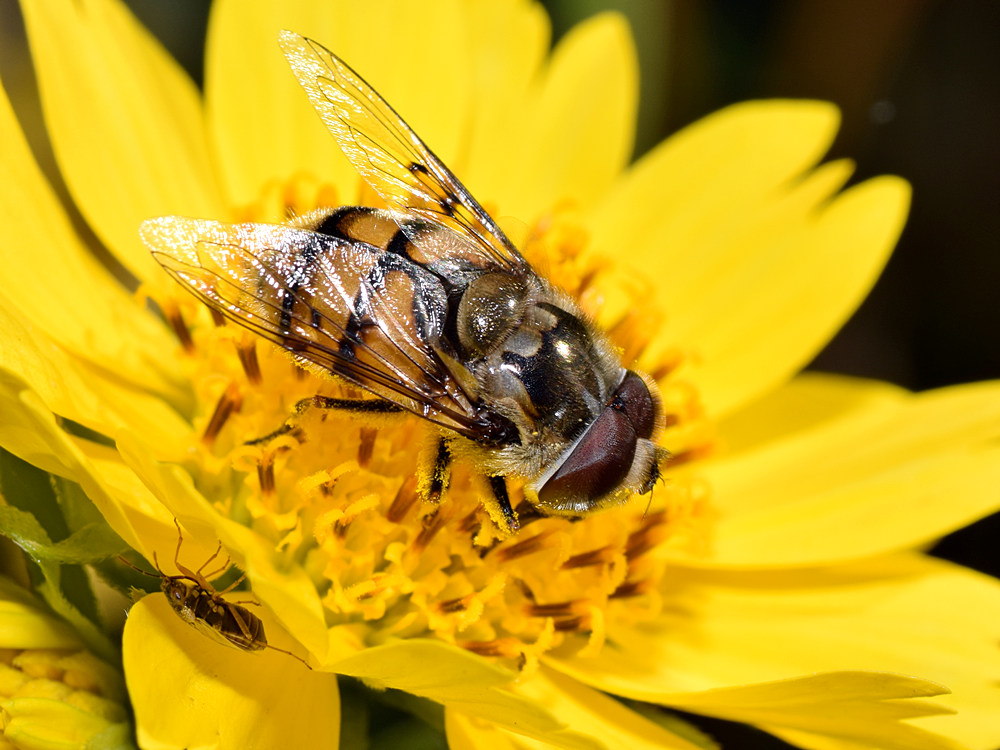 Fly3.jpg