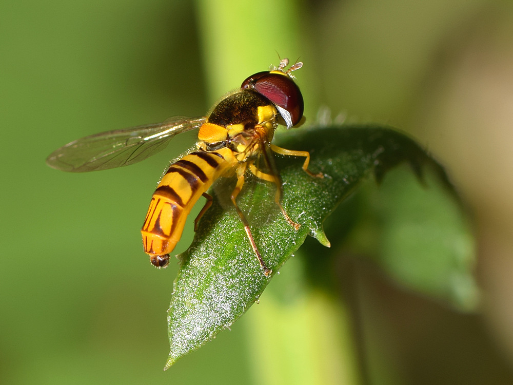 Fly3.jpg