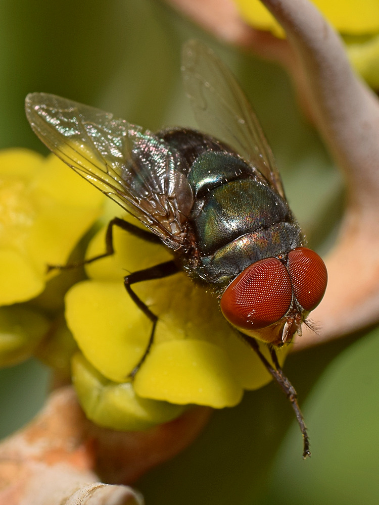 Fly3.jpg