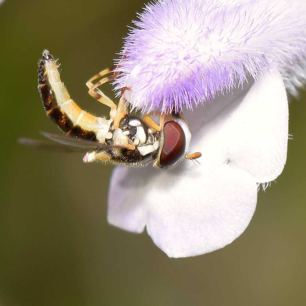 Fly3.jpg