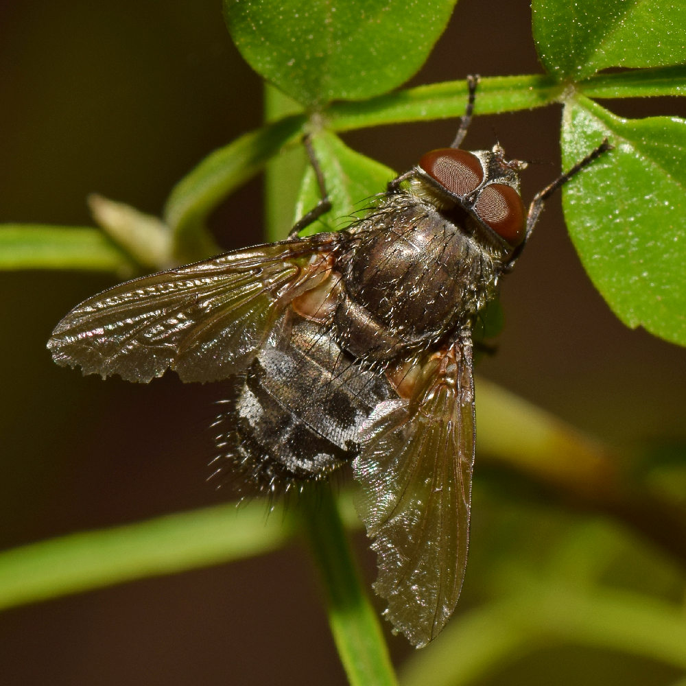 Fly3.jpg