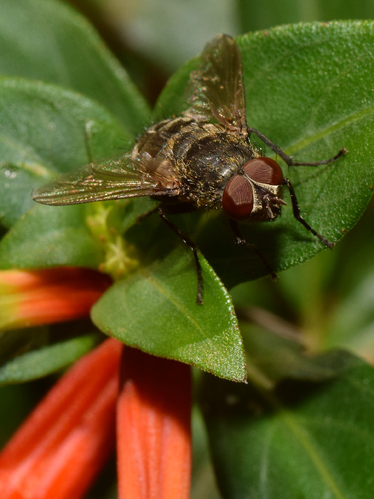Fly3.jpg