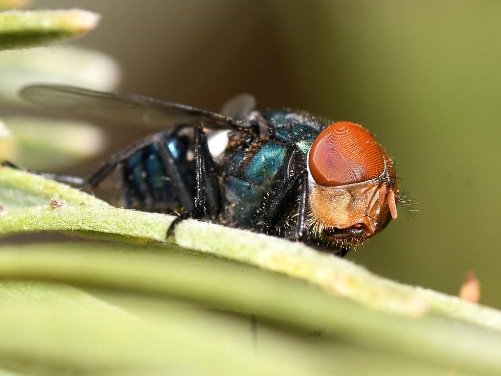 Fly3.jpg