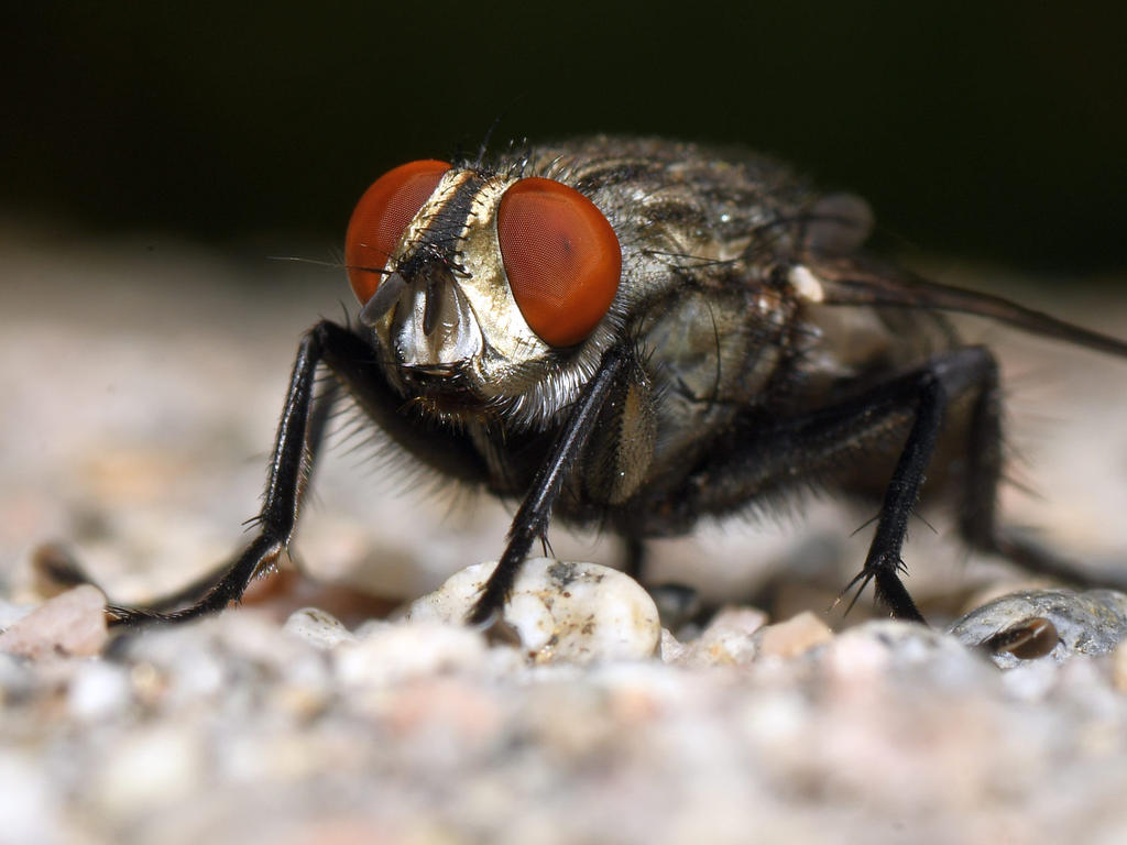 Fly3.jpg