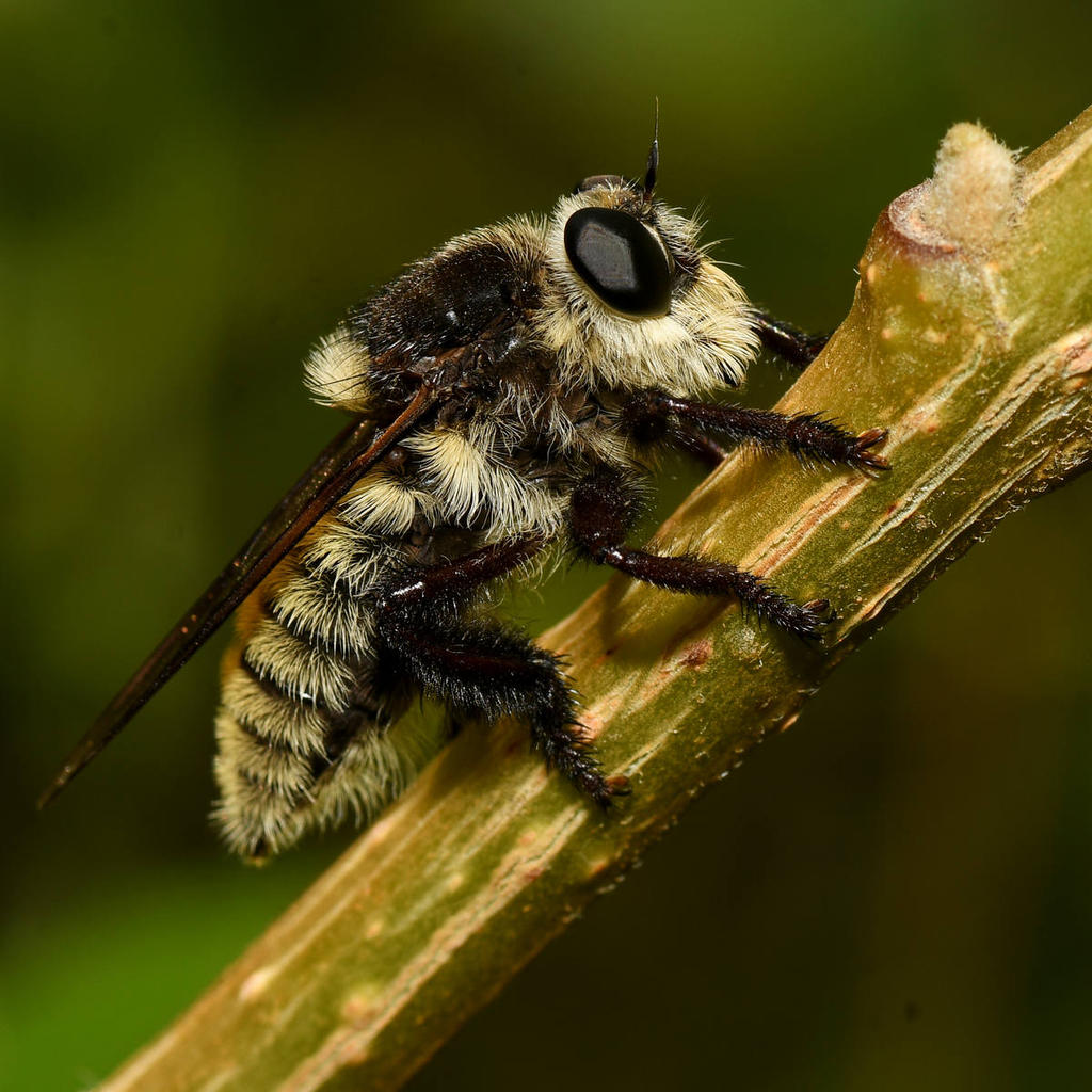Fly3.jpg