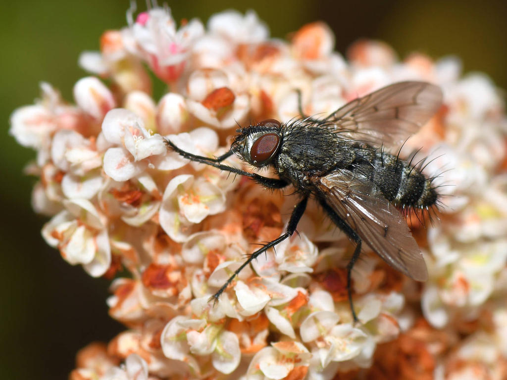 Fly3.jpg