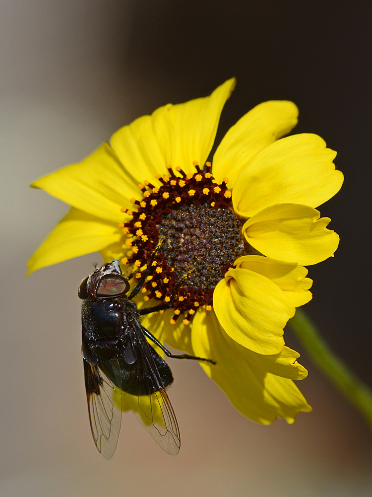 Fly3.jpg
