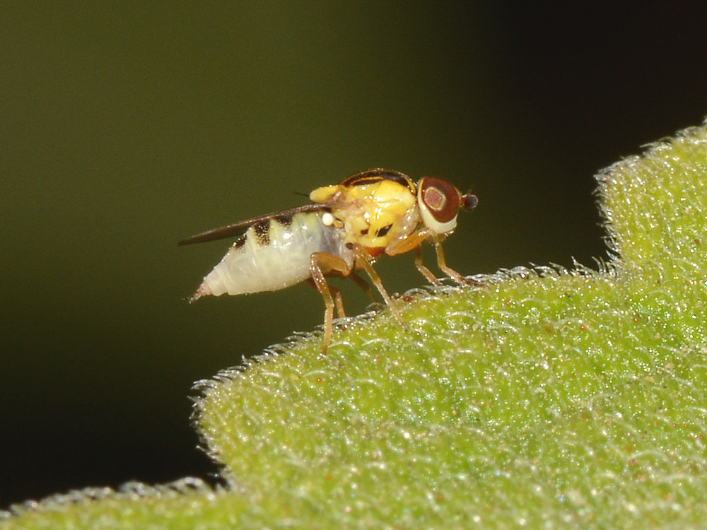 Fly3.jpg