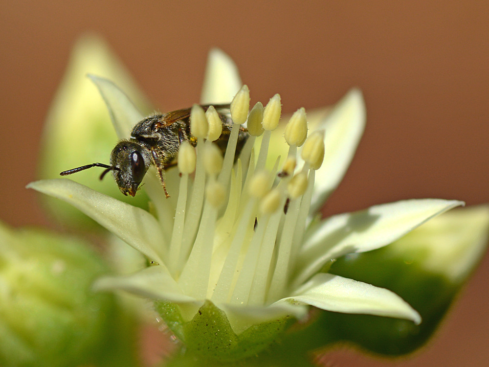 Fly3.jpg