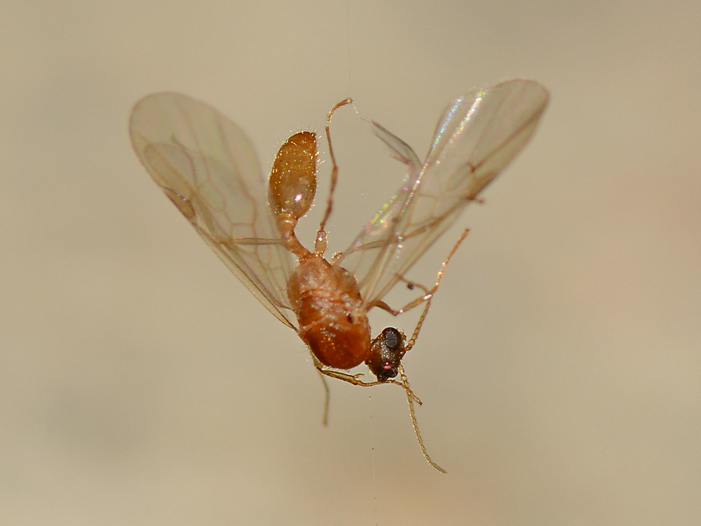 Fly4.jpg