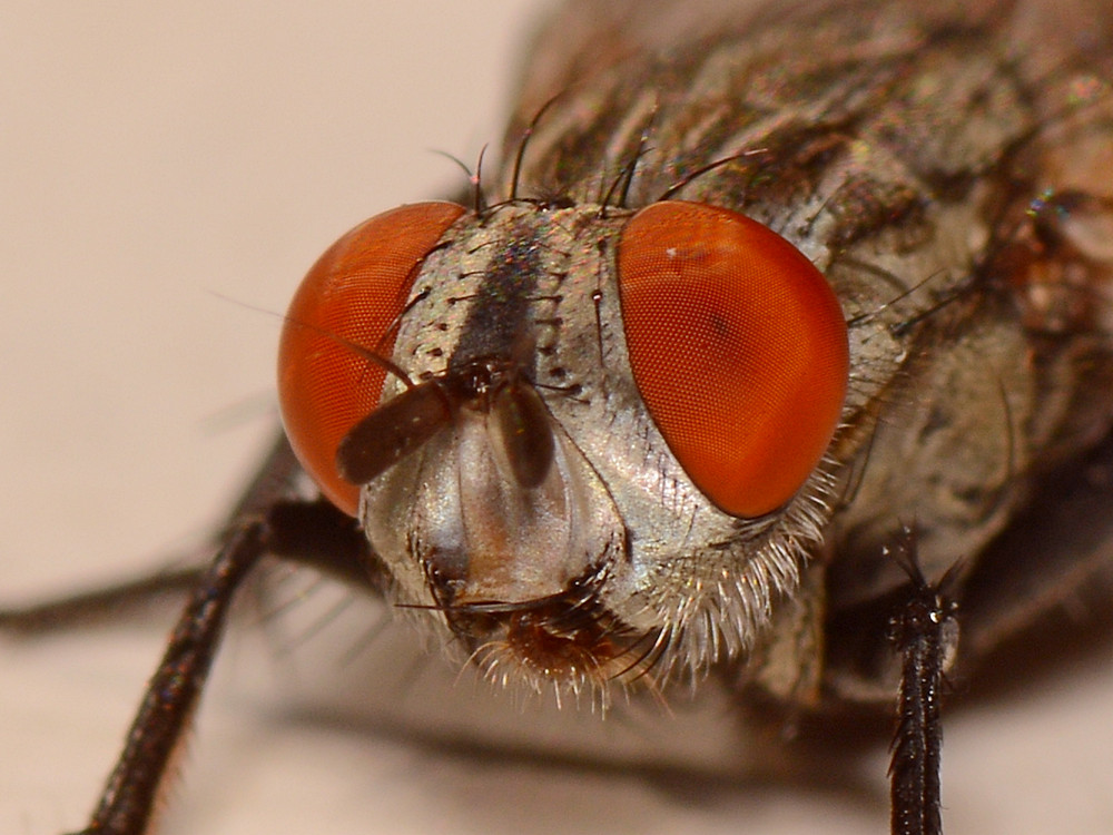 Fly4.jpg