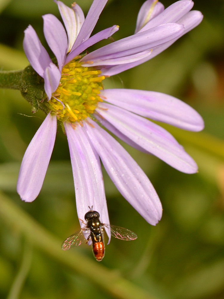 Fly4.jpg