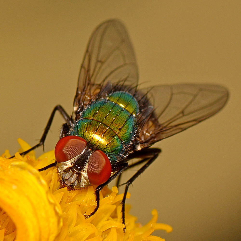 Fly4.jpg