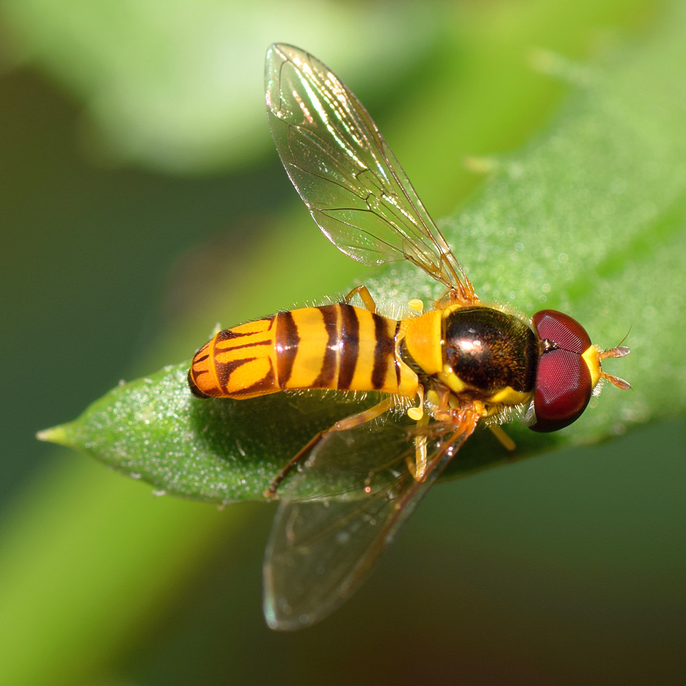 Fly4.jpg