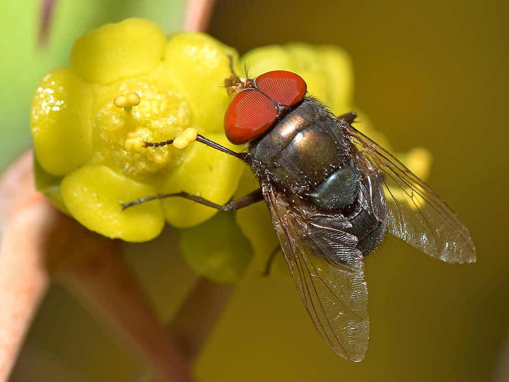 Fly4.jpg