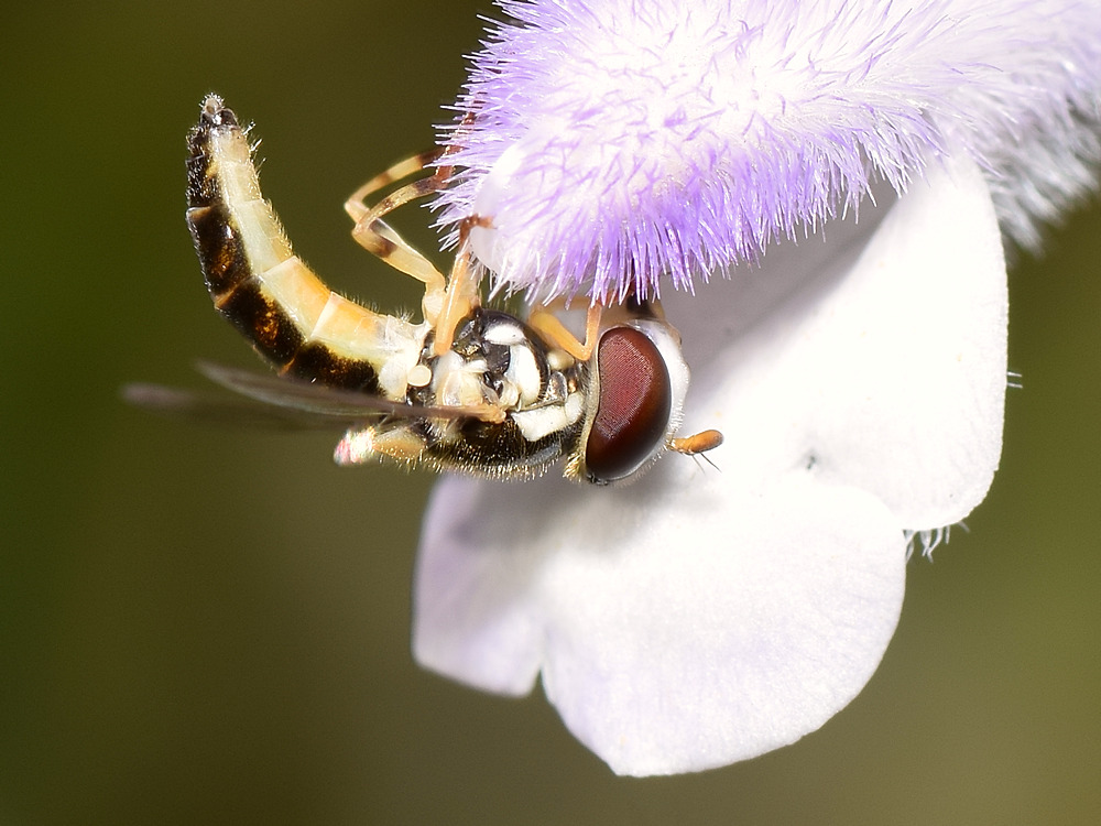 Fly4.jpg