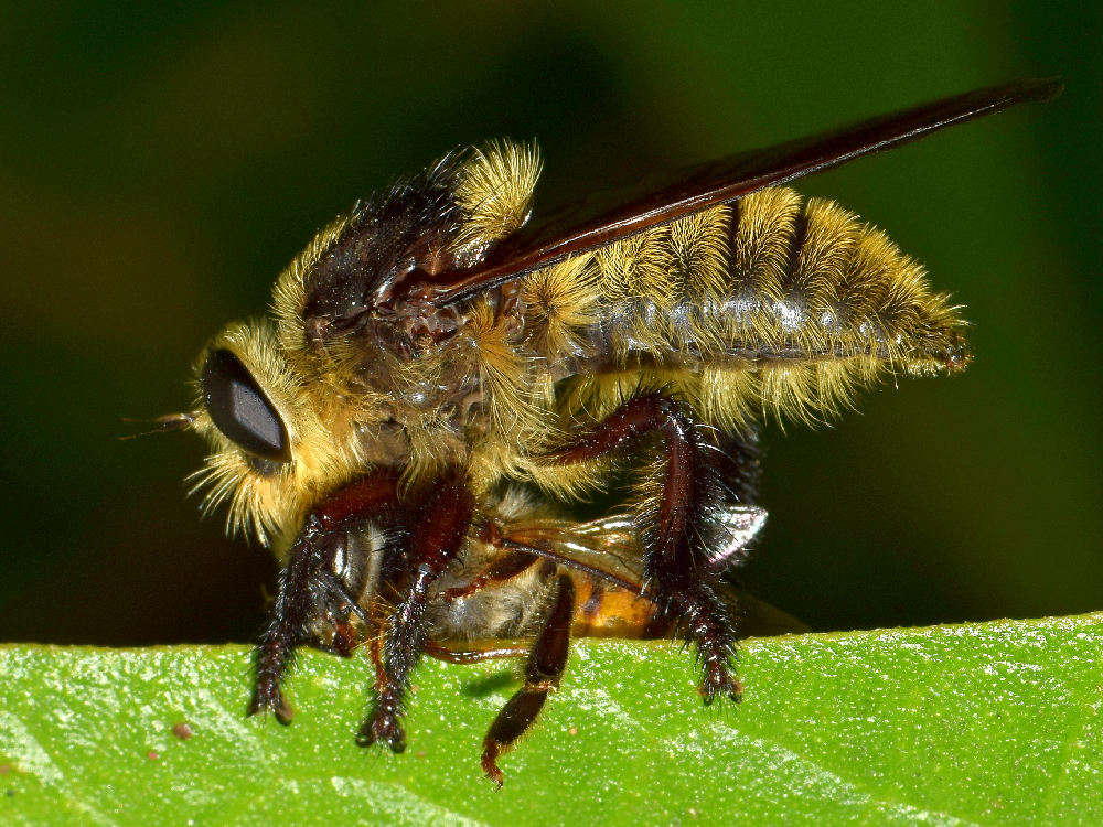 Fly4.jpg